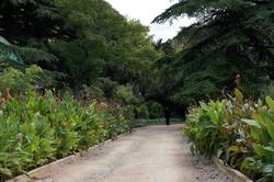 Аллеи. Никитский  ботанический сад