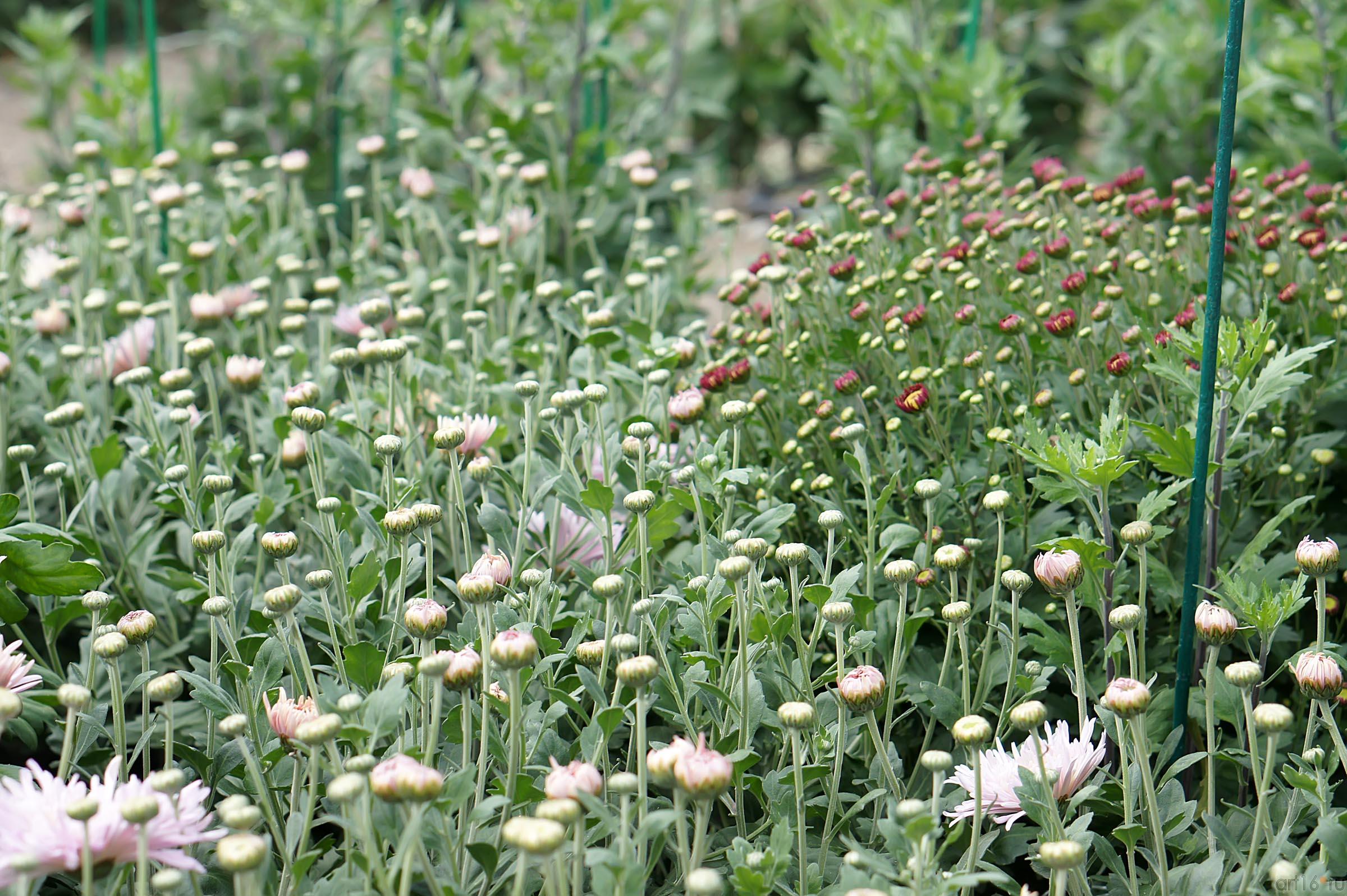 Цветы. Никитский  ботанический сад::Никитский ботанический сад
