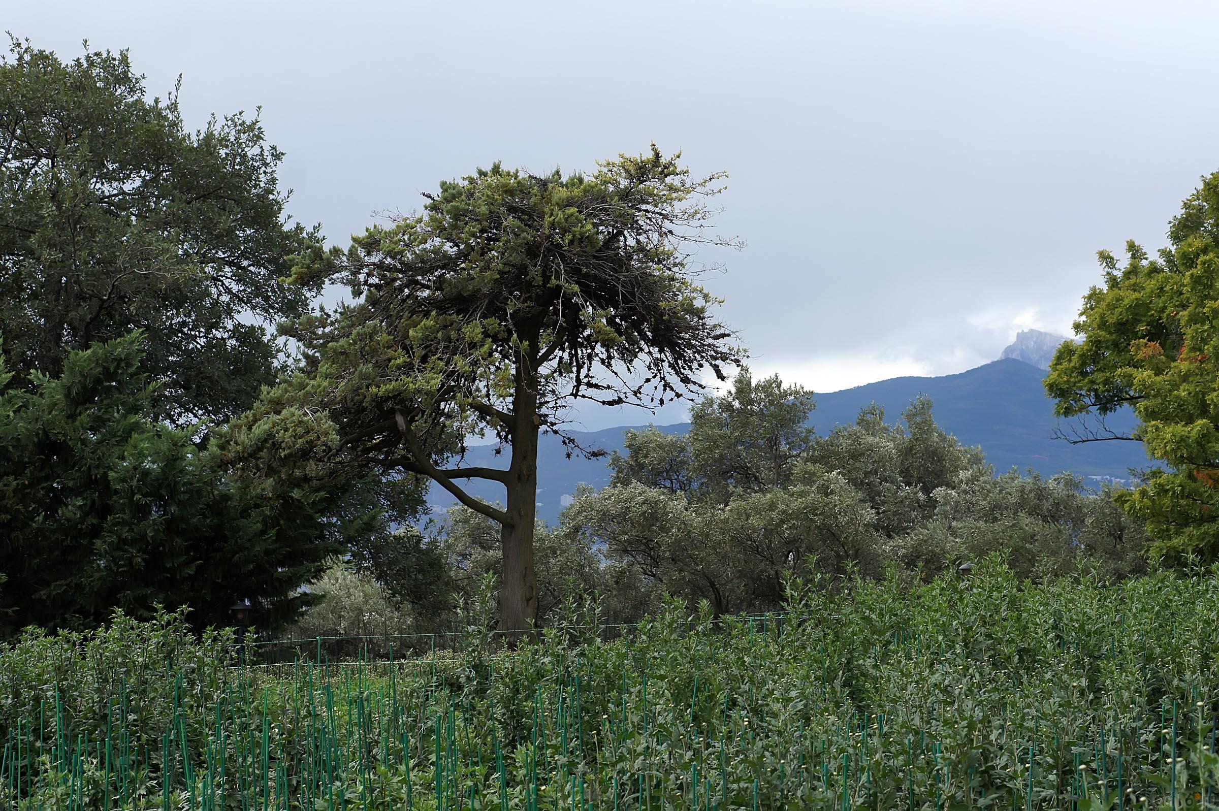 Никитский  ботанический сад::Никитский ботанический сад