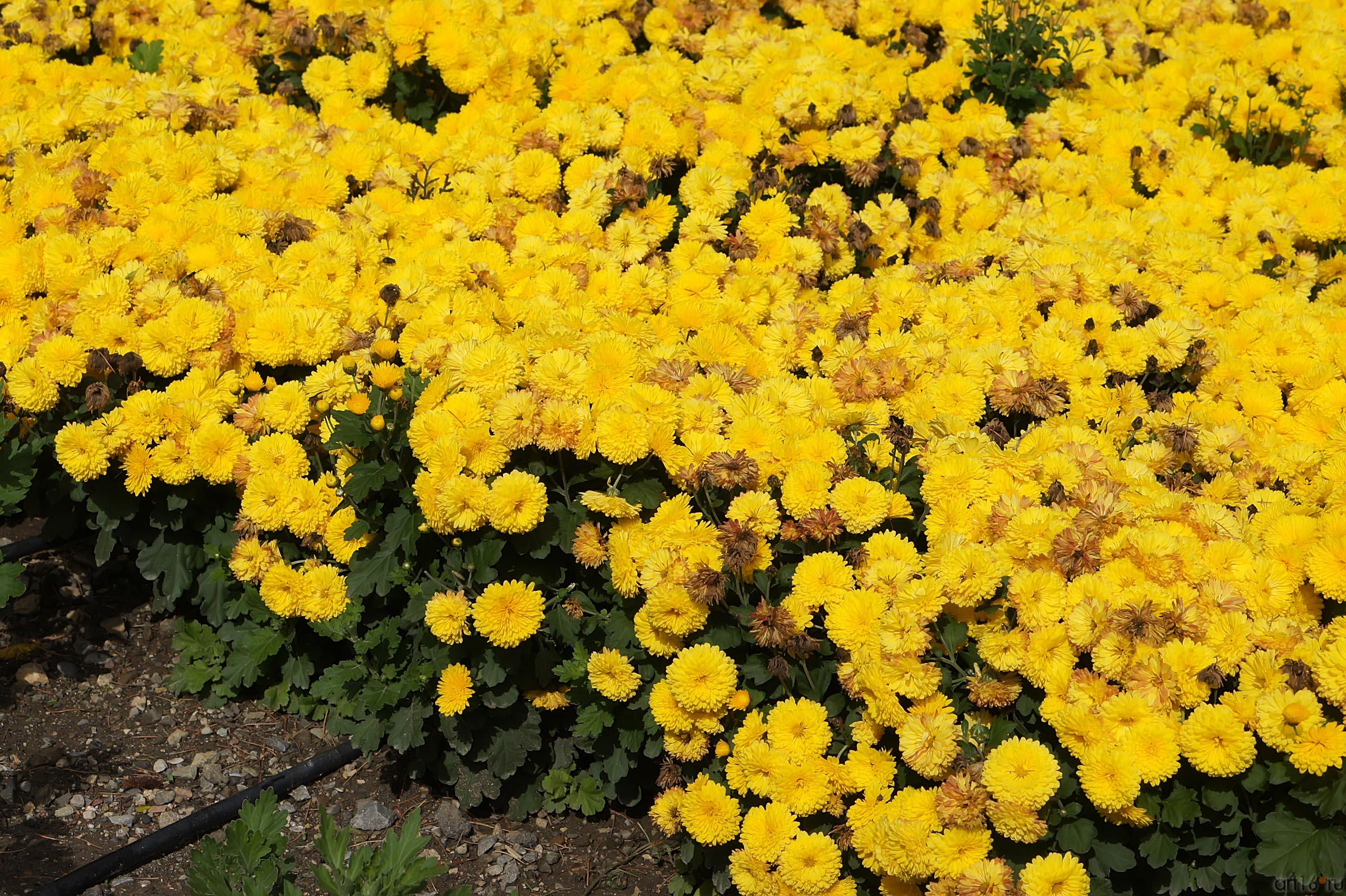 Цветы. Никитский  ботанический сад::Никитский ботанический сад