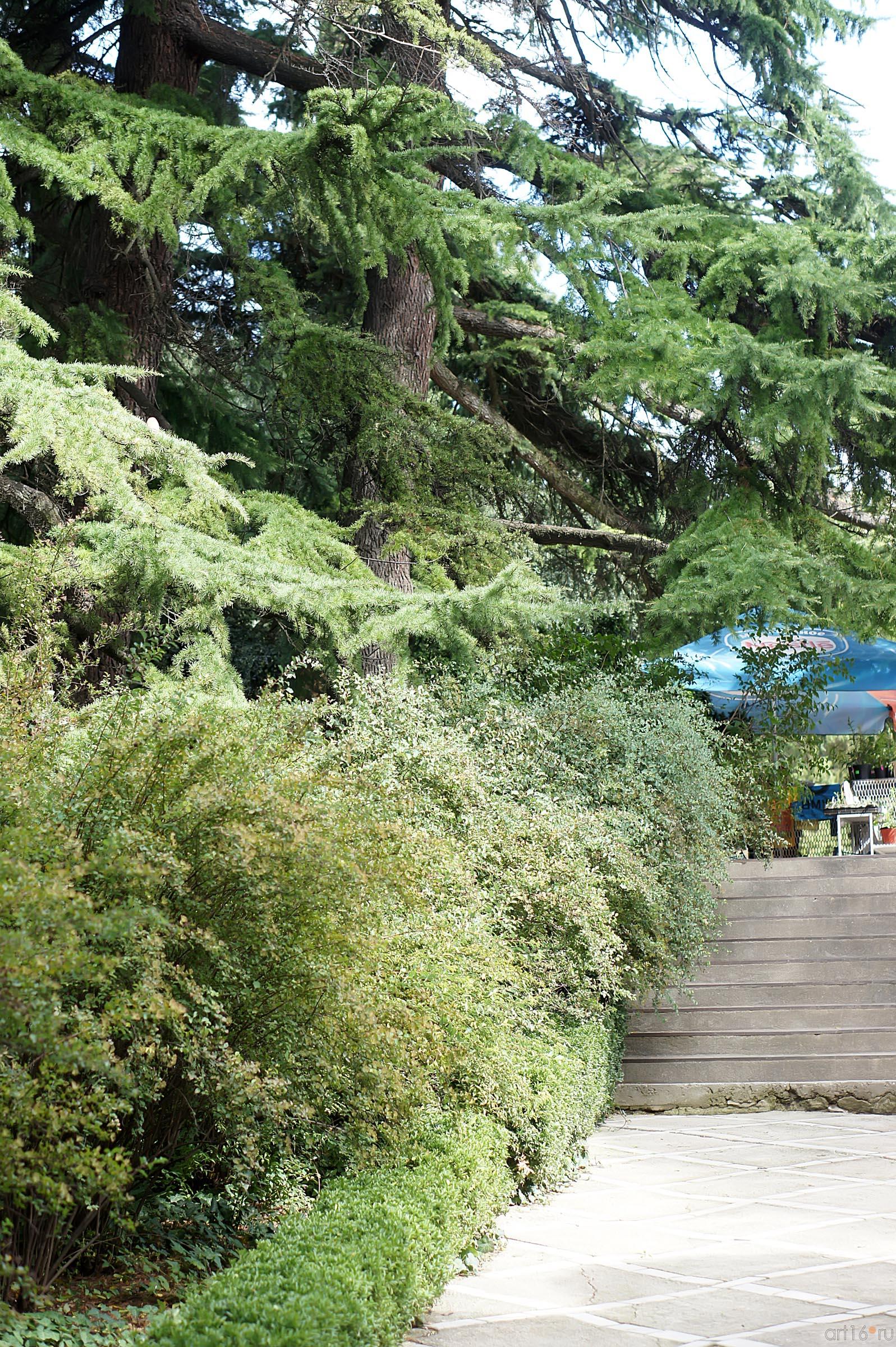 Аллеи. Никитский ботанический сад::Никитский ботанический сад