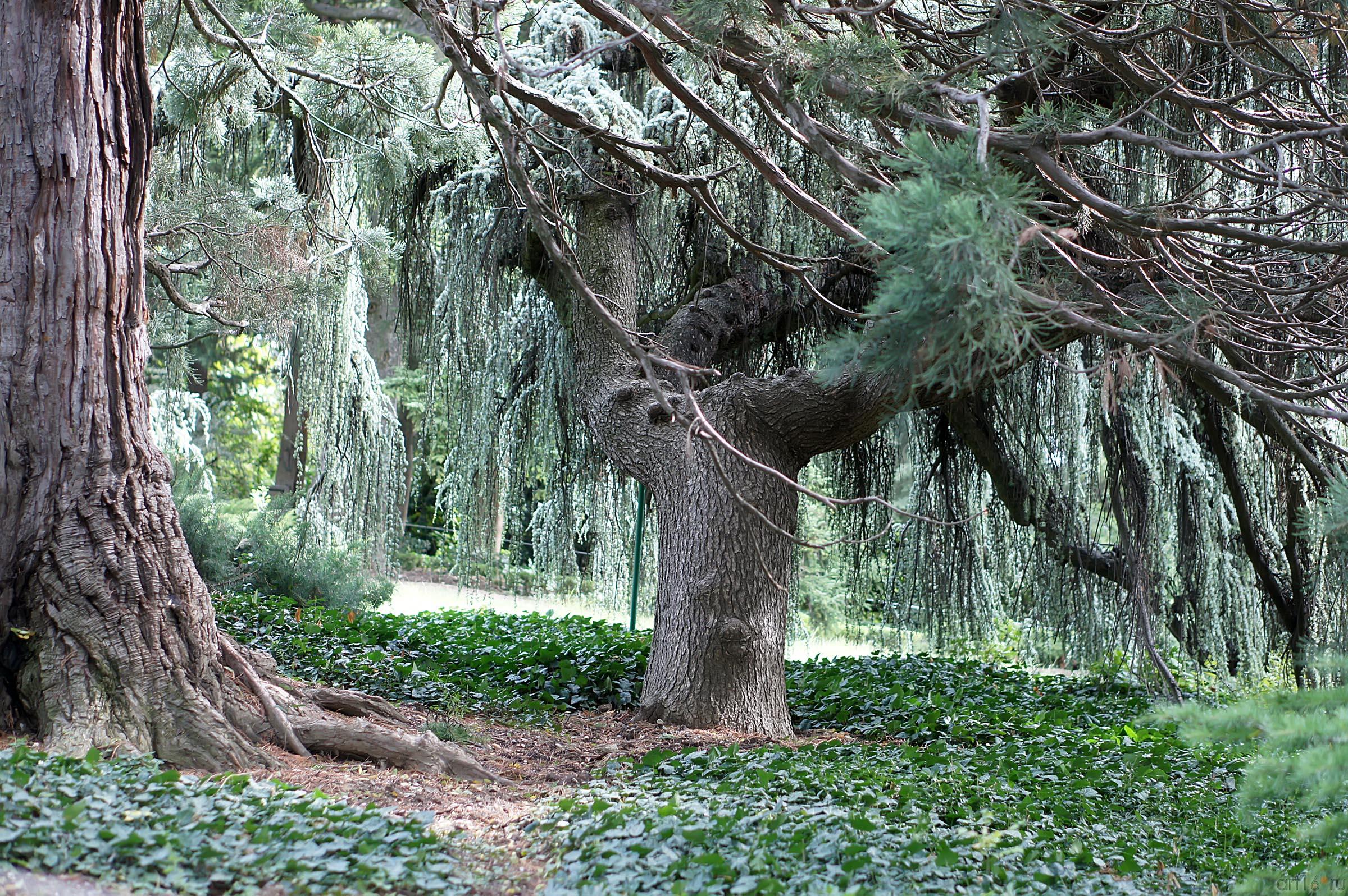 Деревья. Никитский ботанический сад::Никитский ботанический сад