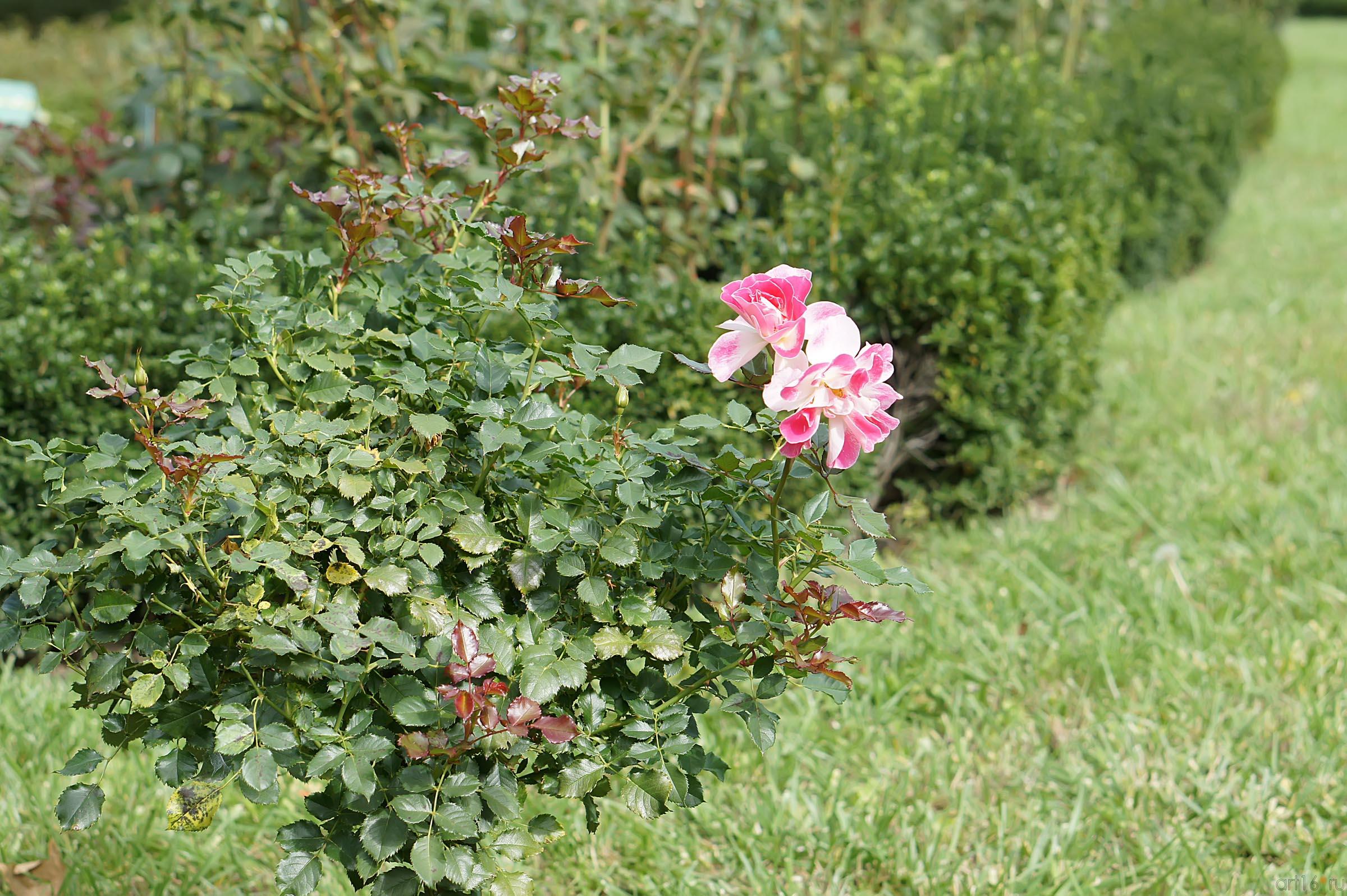 Розы. Никитский ботанический сад::Никитский ботанический сад