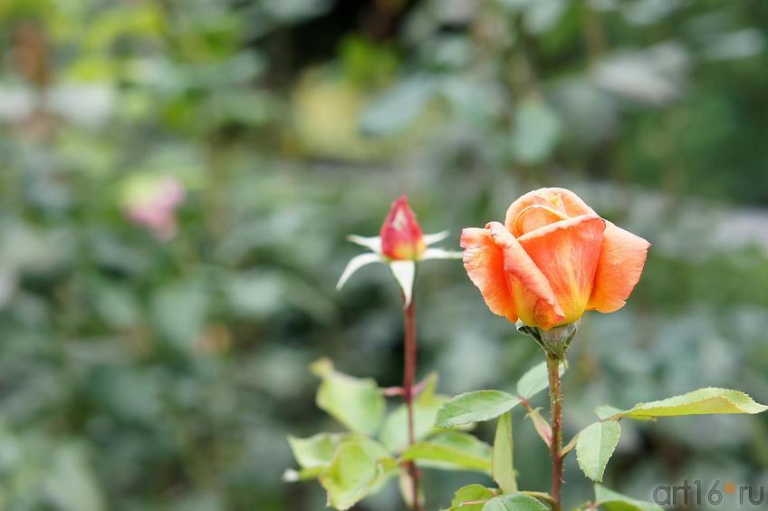 Розы. Никитский ботанический сад::Никитский ботанический сад