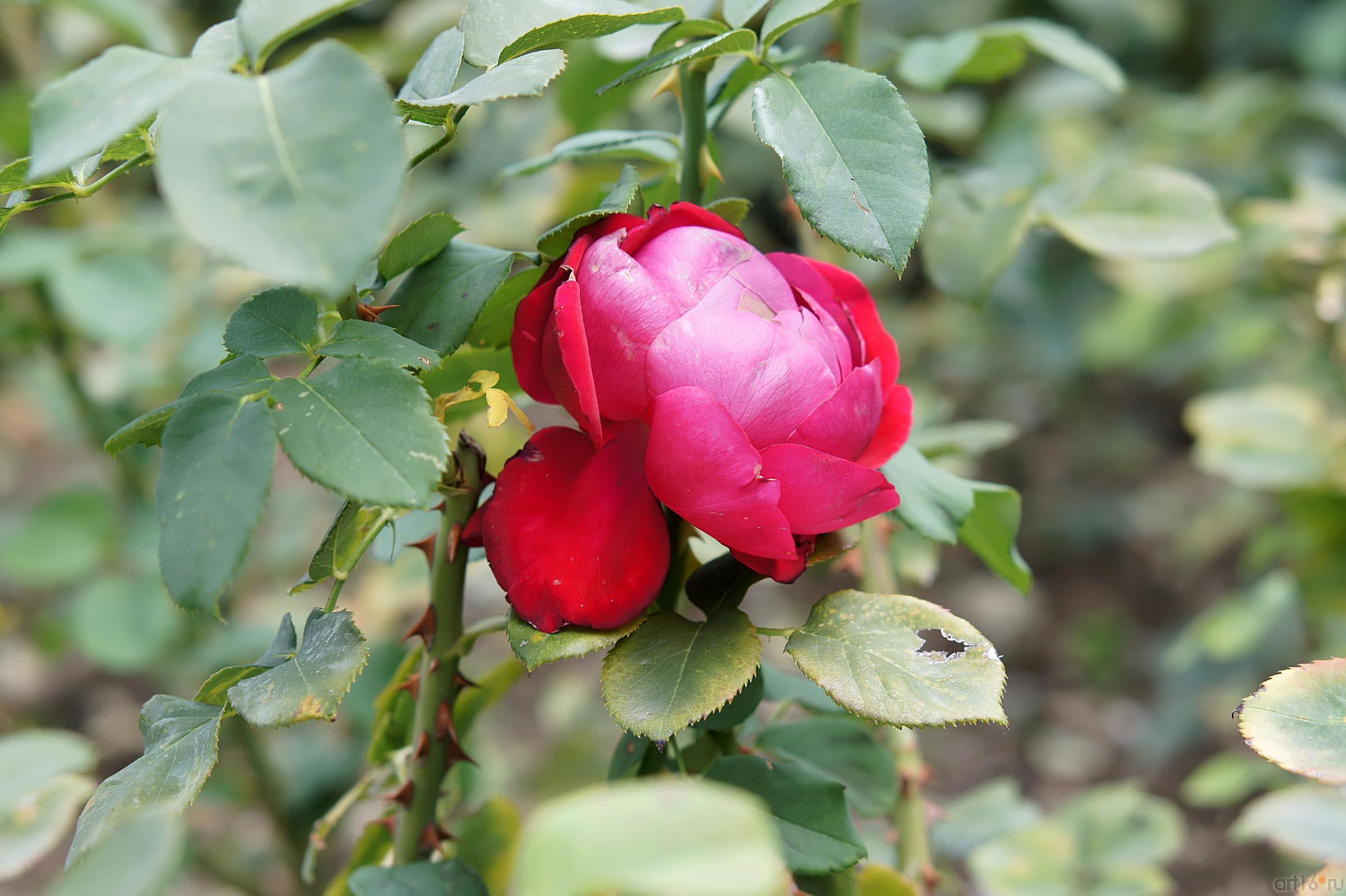 Розы. Никитский ботанический сад::Никитский ботанический сад