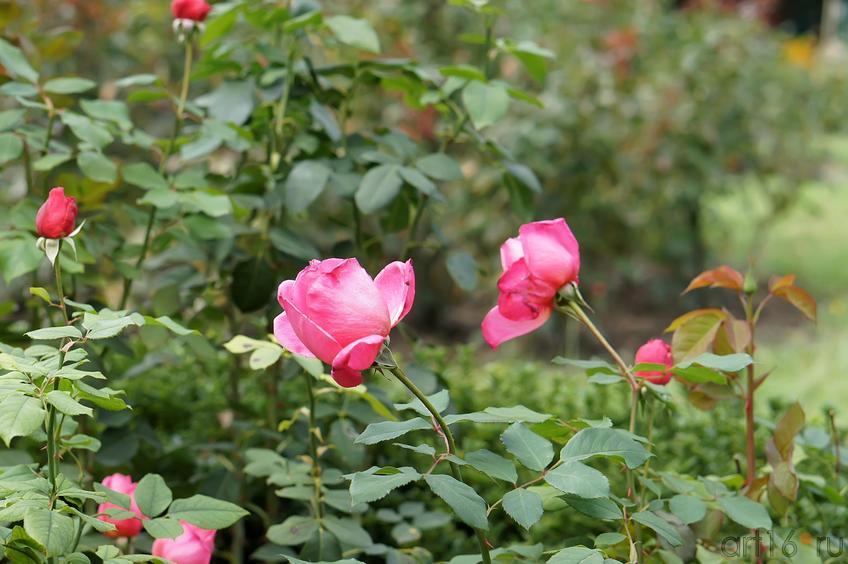 Розы. Никитский ботанический сад::Никитский ботанический сад