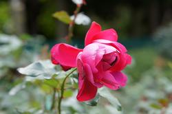 Розы. Никитский ботанический сад