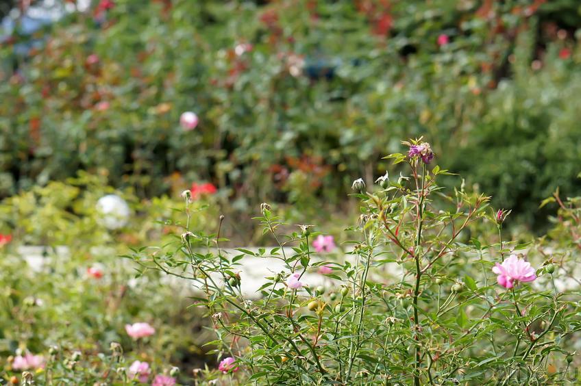 Цветы. Никитский ботанический сад::Никитский ботанический сад