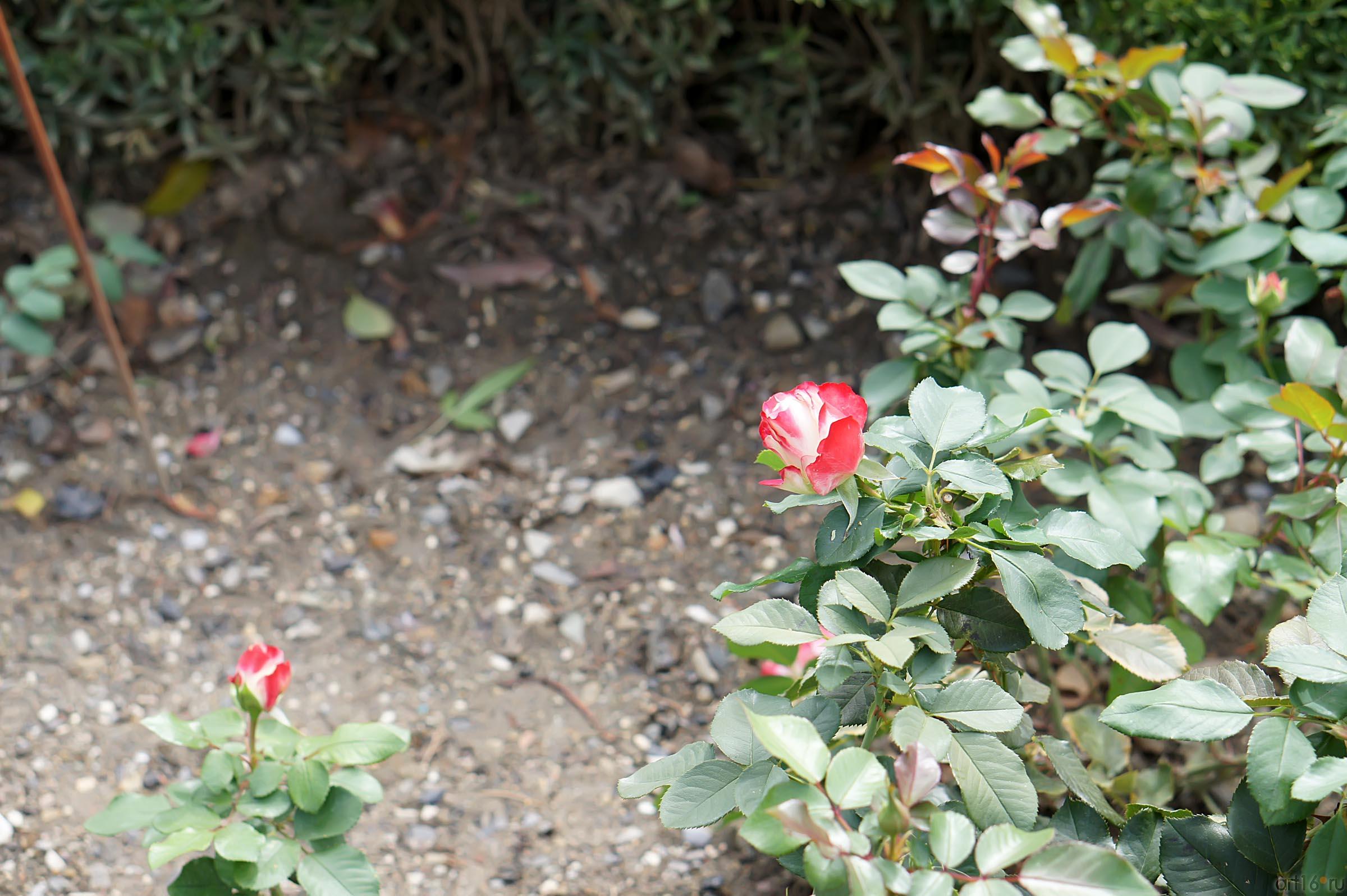 Цветы. Никитский ботанический сад::Никитский ботанический сад