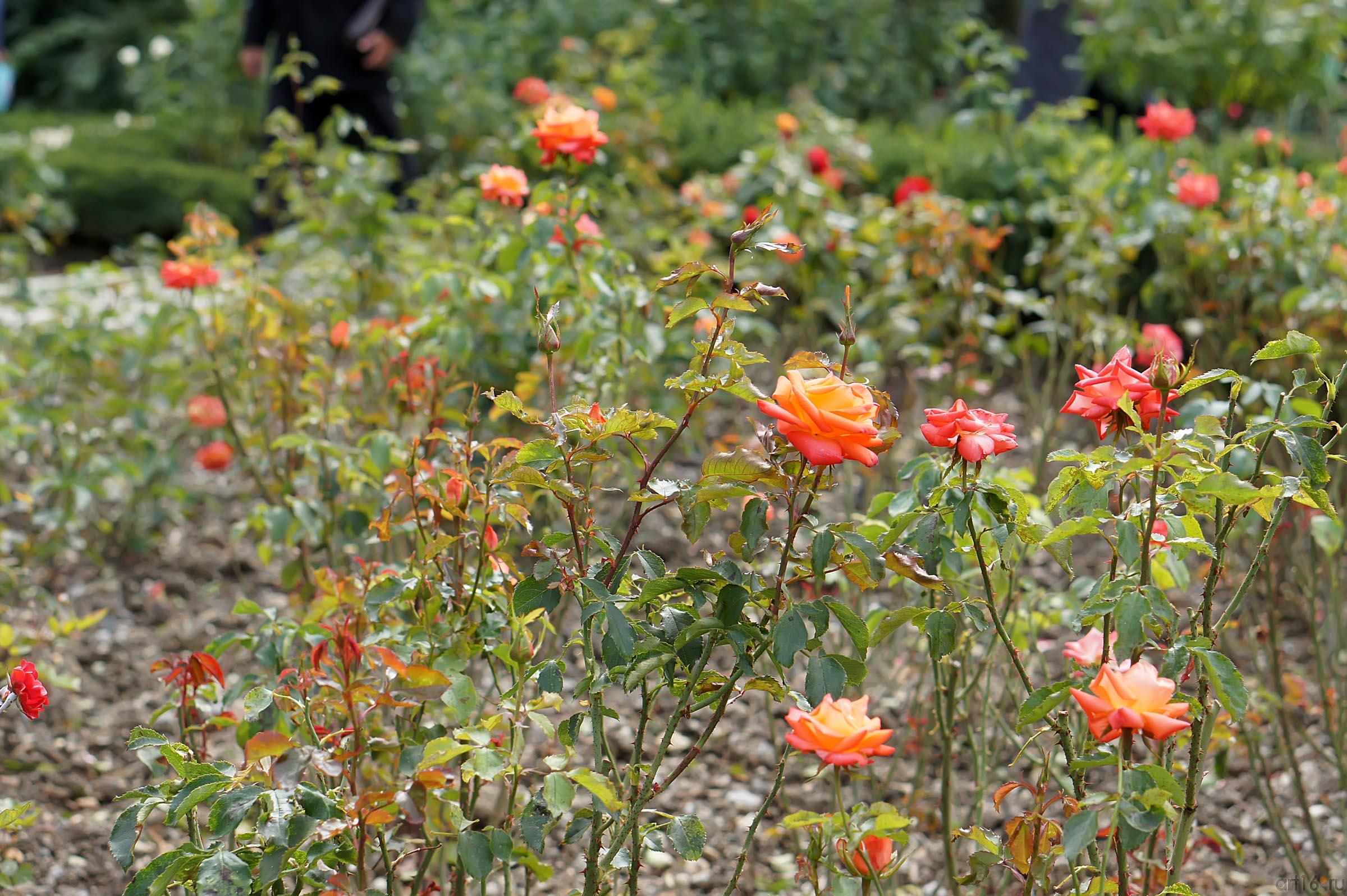 Розы. Цветы. Никитский ботанический сад::Никитский ботанический сад