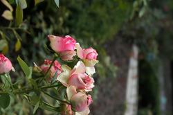 Розы. Цветы. Никитский ботанический сад