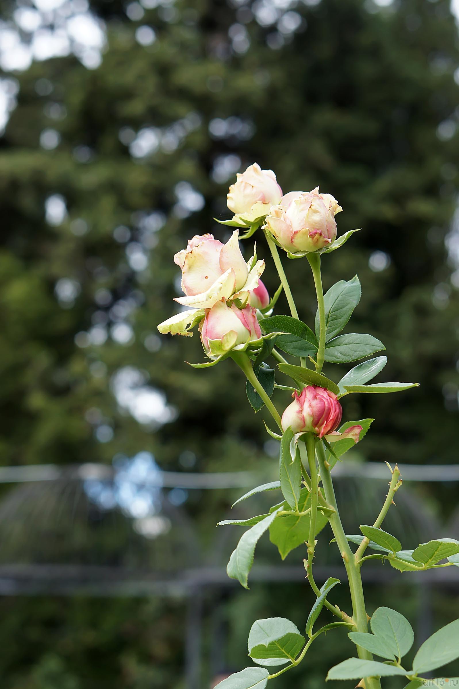 Розы. Никитский ботанический сад::Никитский ботанический сад