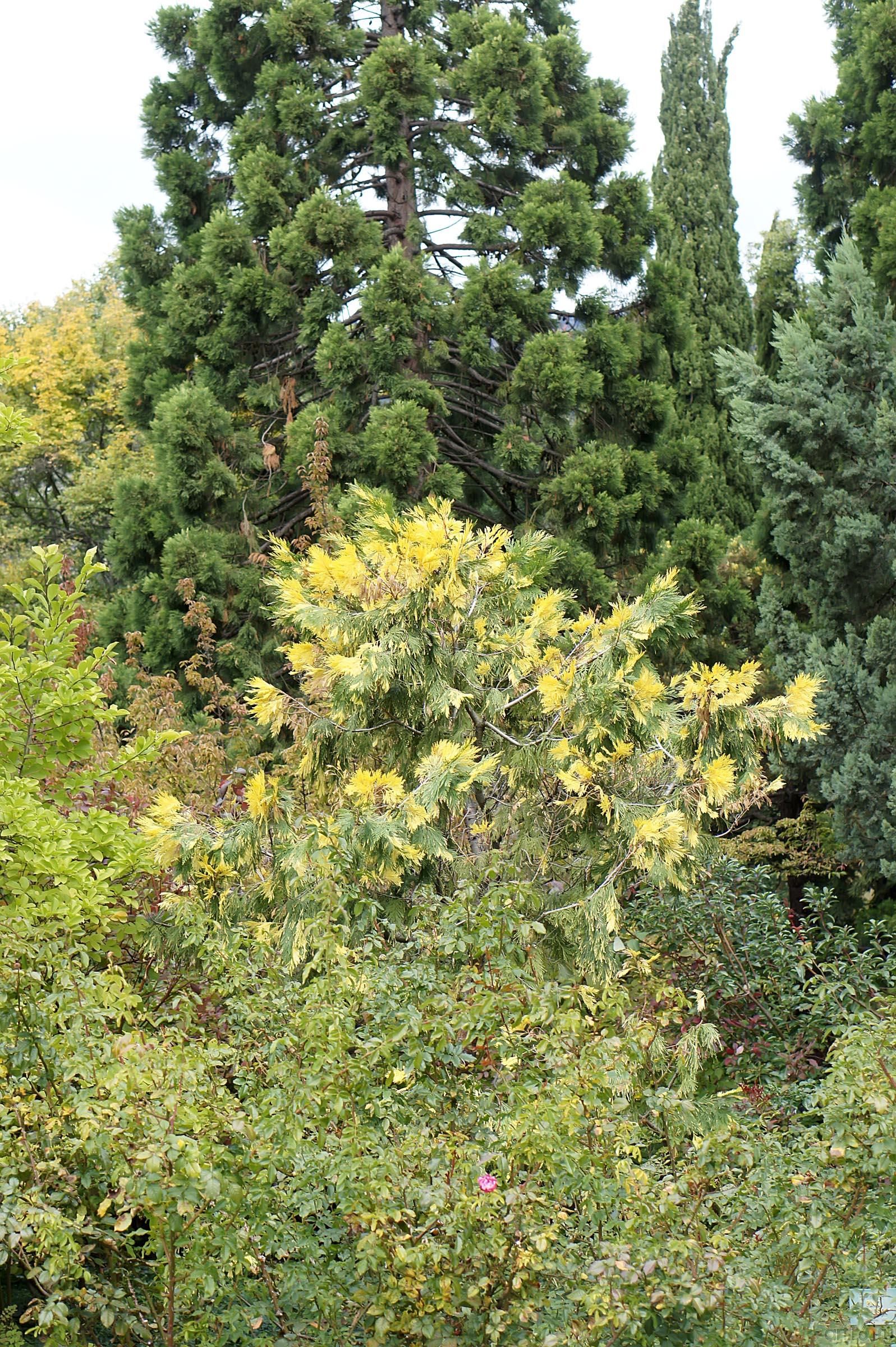 Никитский ботанический сад::Никитский ботанический сад