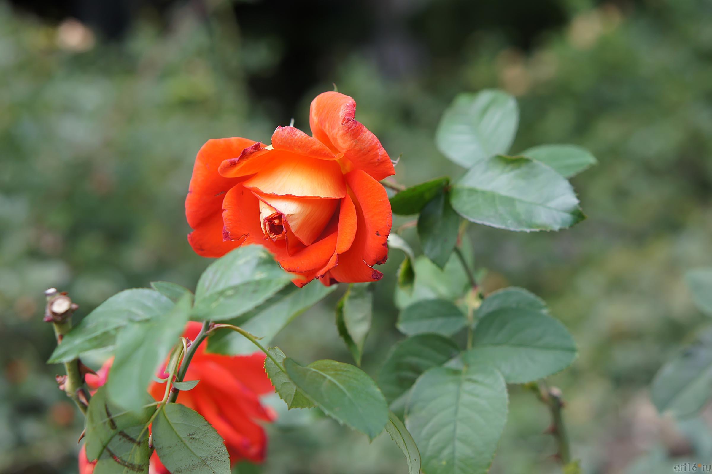 Цветы. Никитский ботанический сад::Никитский ботанический сад