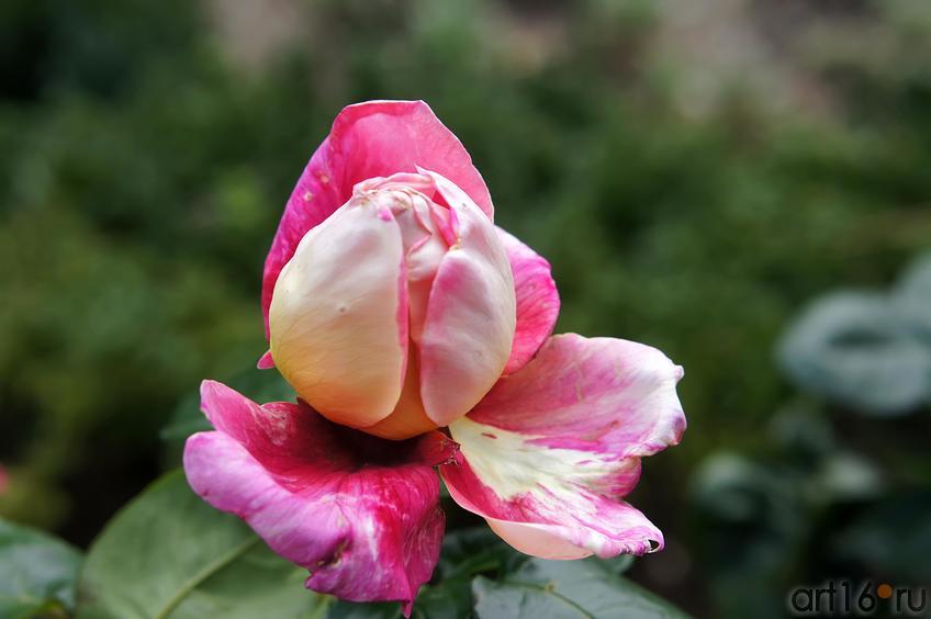 Розы. Цветы. Никитский ботанический сад::Никитский ботанический сад