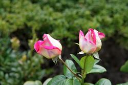 Розы. Цветы. Никитский ботанический сад