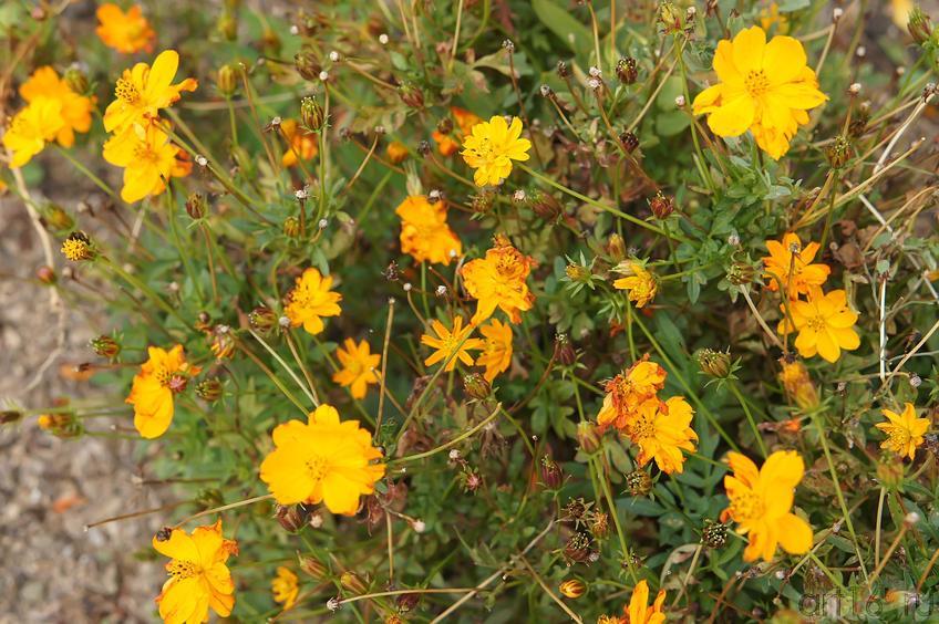 Цветы. Никитский ботанический сад::Никитский ботанический сад