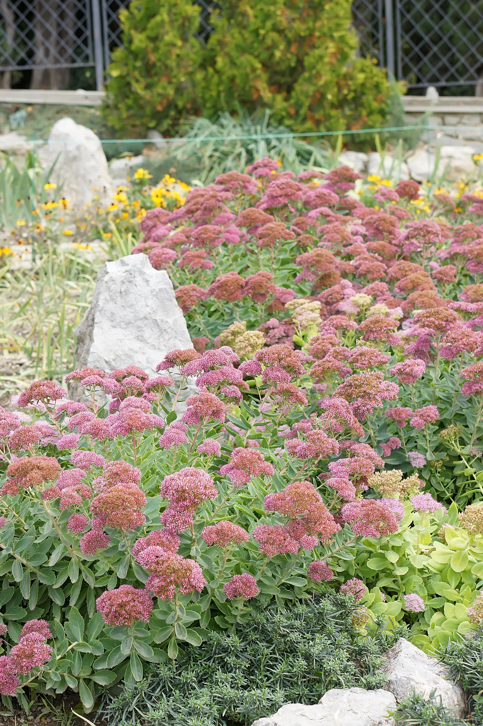 Цветы. Никитский ботанический сад::Никитский ботанический сад