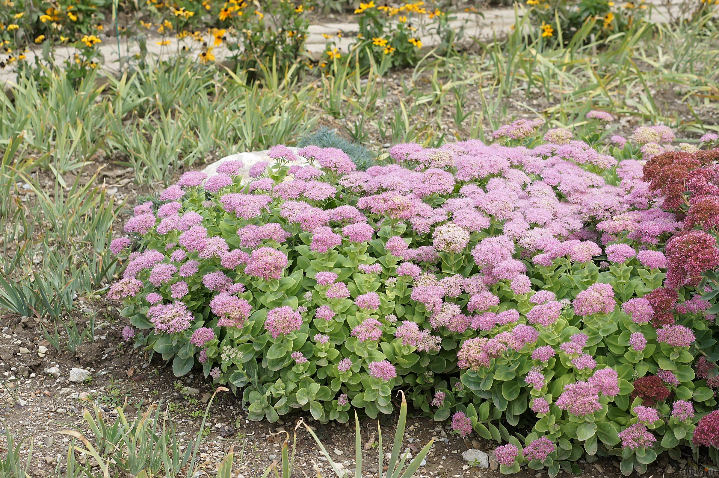 Цветы. Никитский ботанический сад::Никитский ботанический сад