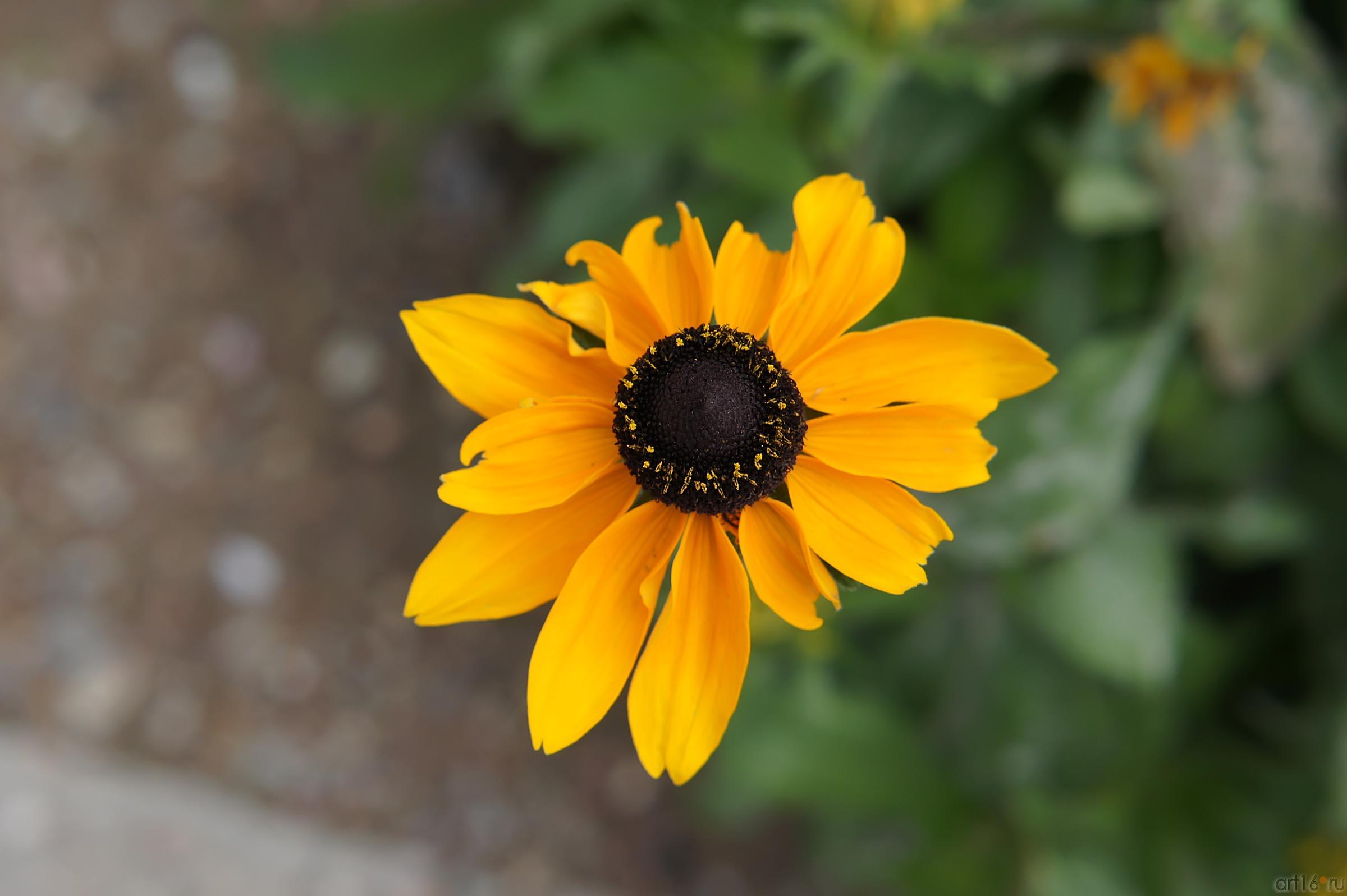 Цветы. Никитский ботанический сад::Никитский ботанический сад