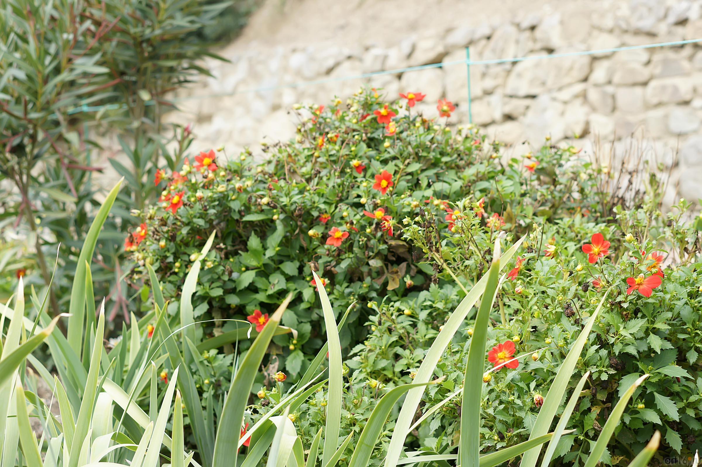 Цветы. Никитский ботанический сад::Никитский ботанический сад