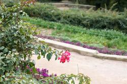 Цветы. Никитский ботанический сад