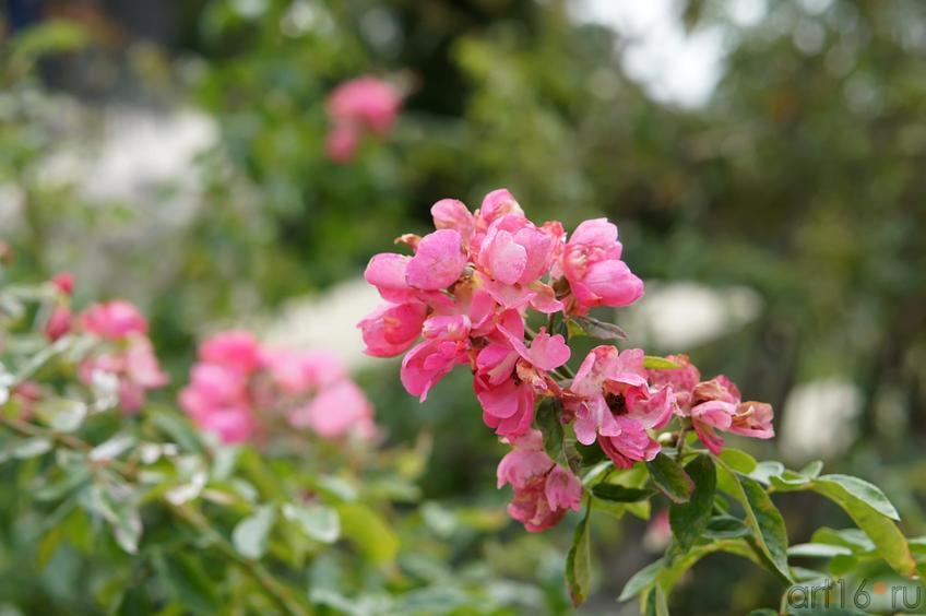 Цветы. Никитский ботанический сад::Никитский ботанический сад