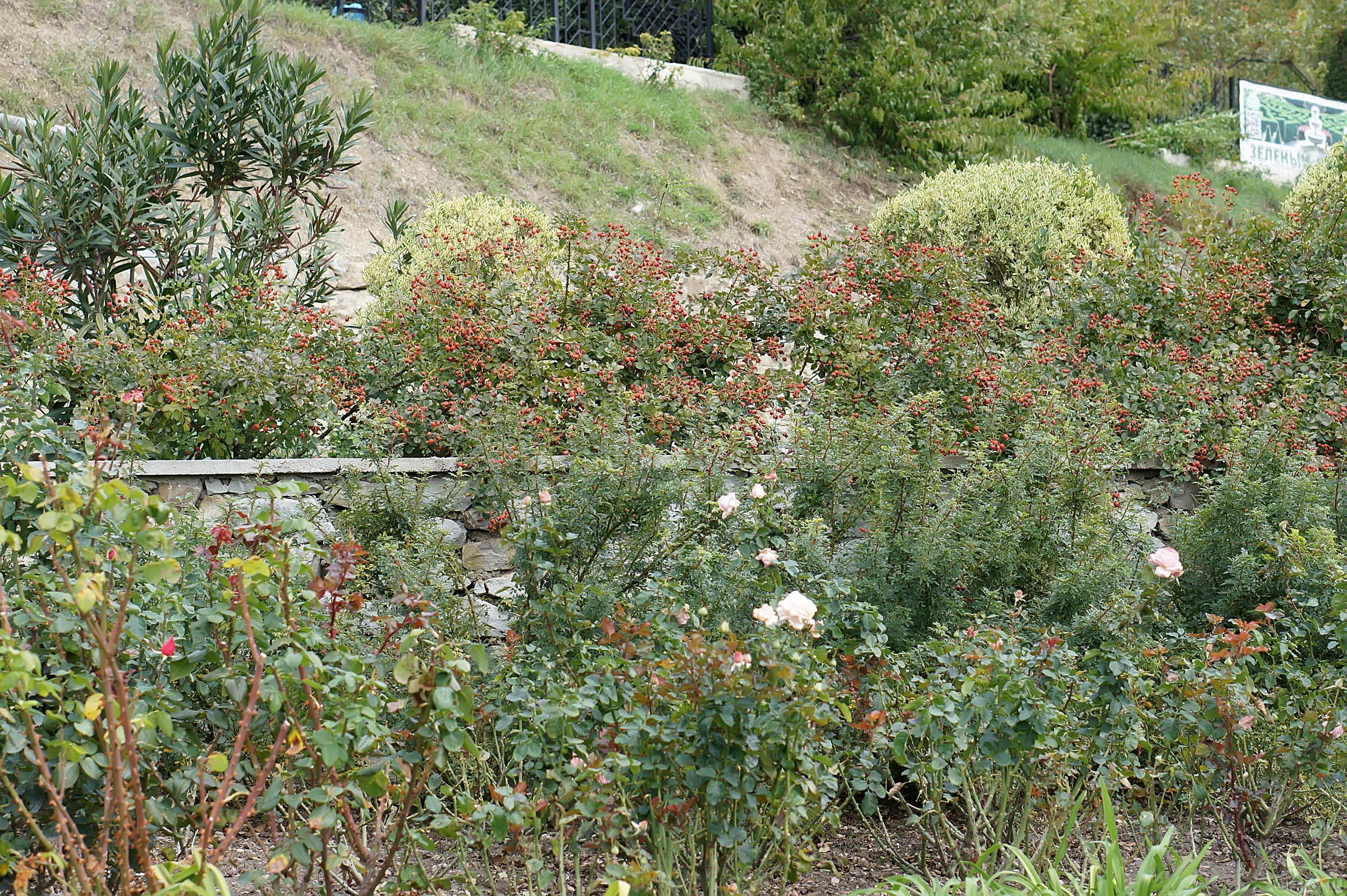 Никитский ботанический сад::Никитский ботанический сад