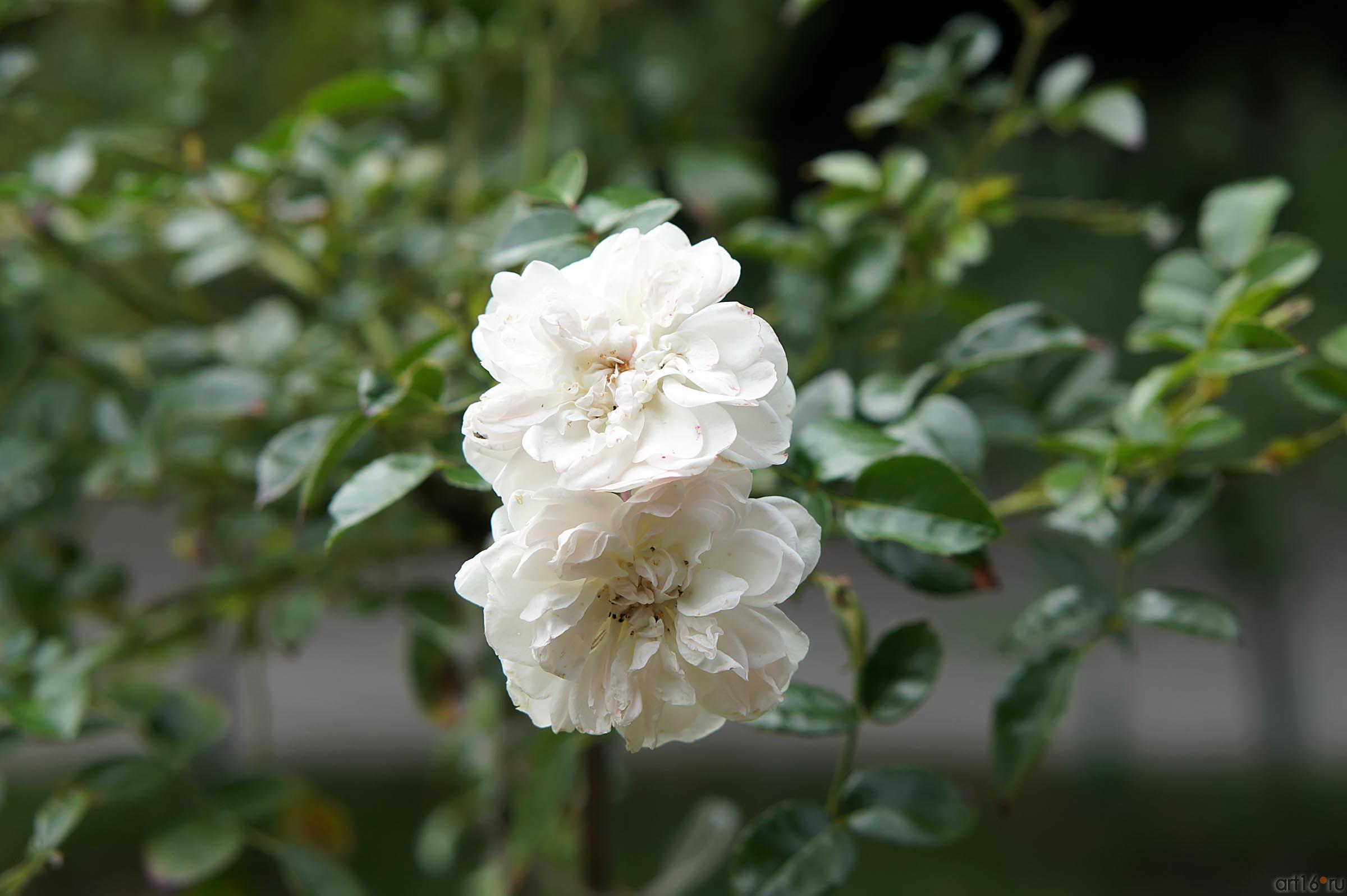 Цветы. Никитский ботанический сад::Никитский ботанический сад