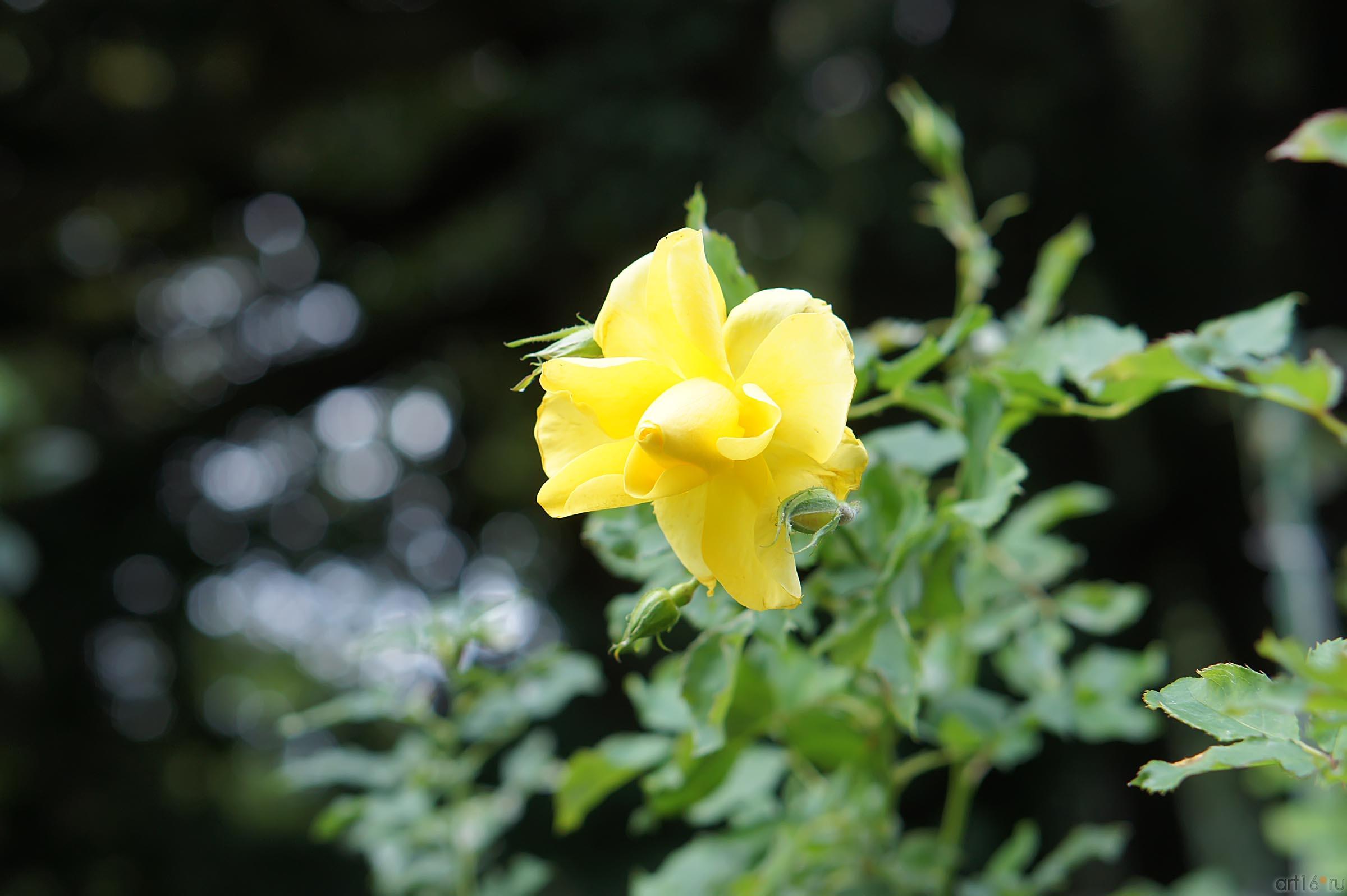 Цветы. Никитский ботанический сад::Никитский ботанический сад