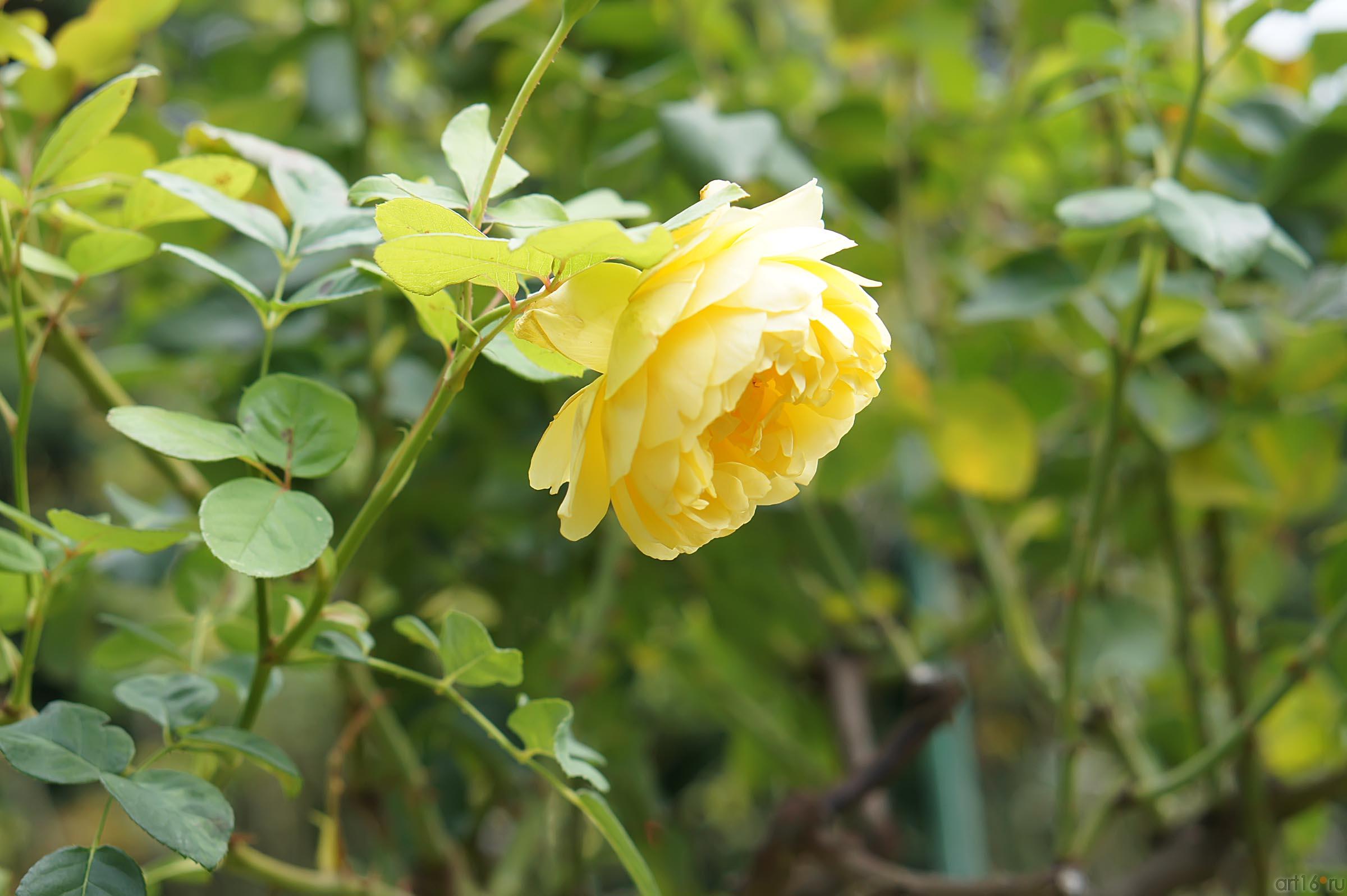 Цветы. Никитский ботанический сад::Никитский ботанический сад