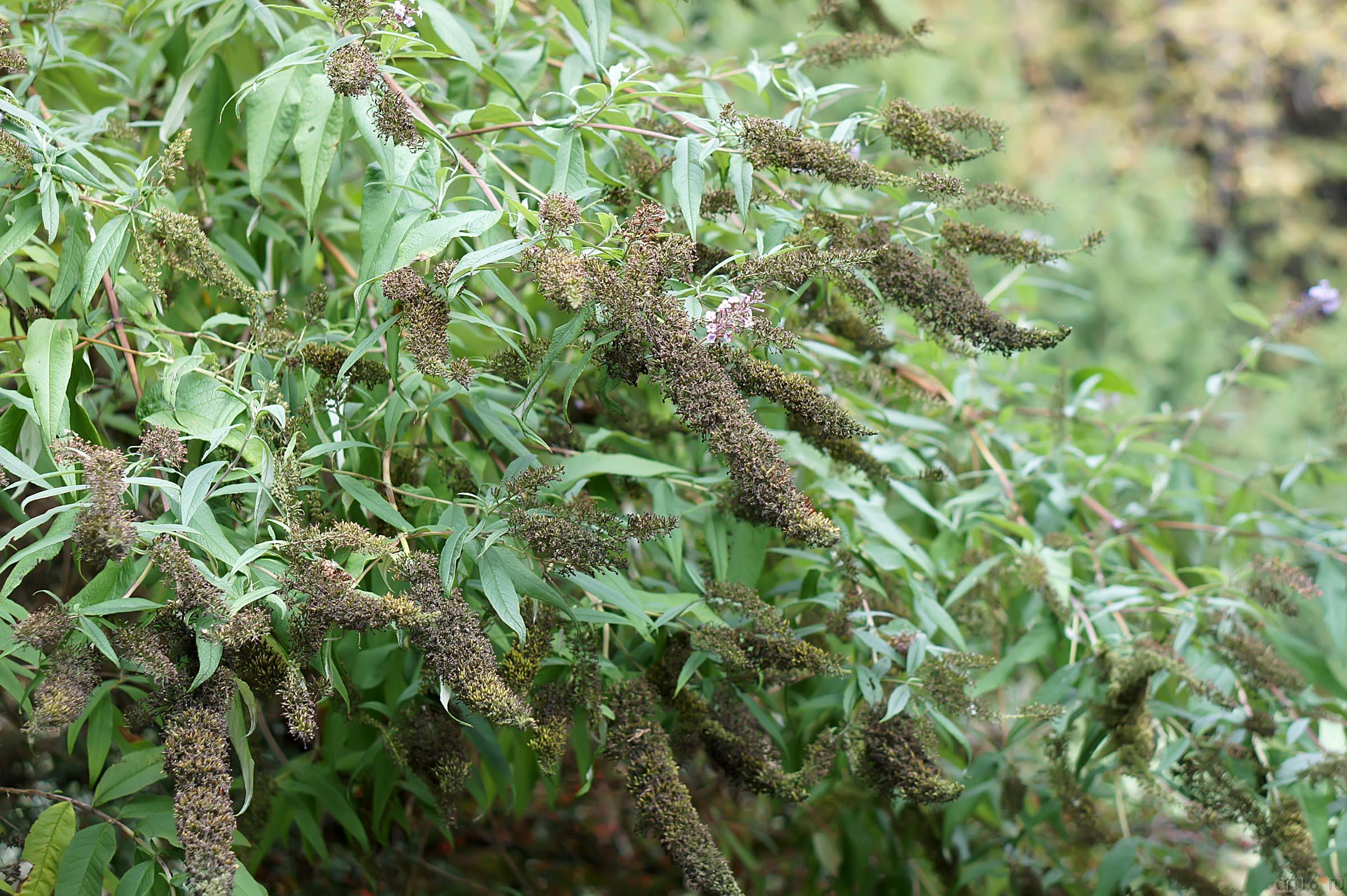 Никитский ботанический сад::Никитский ботанический сад