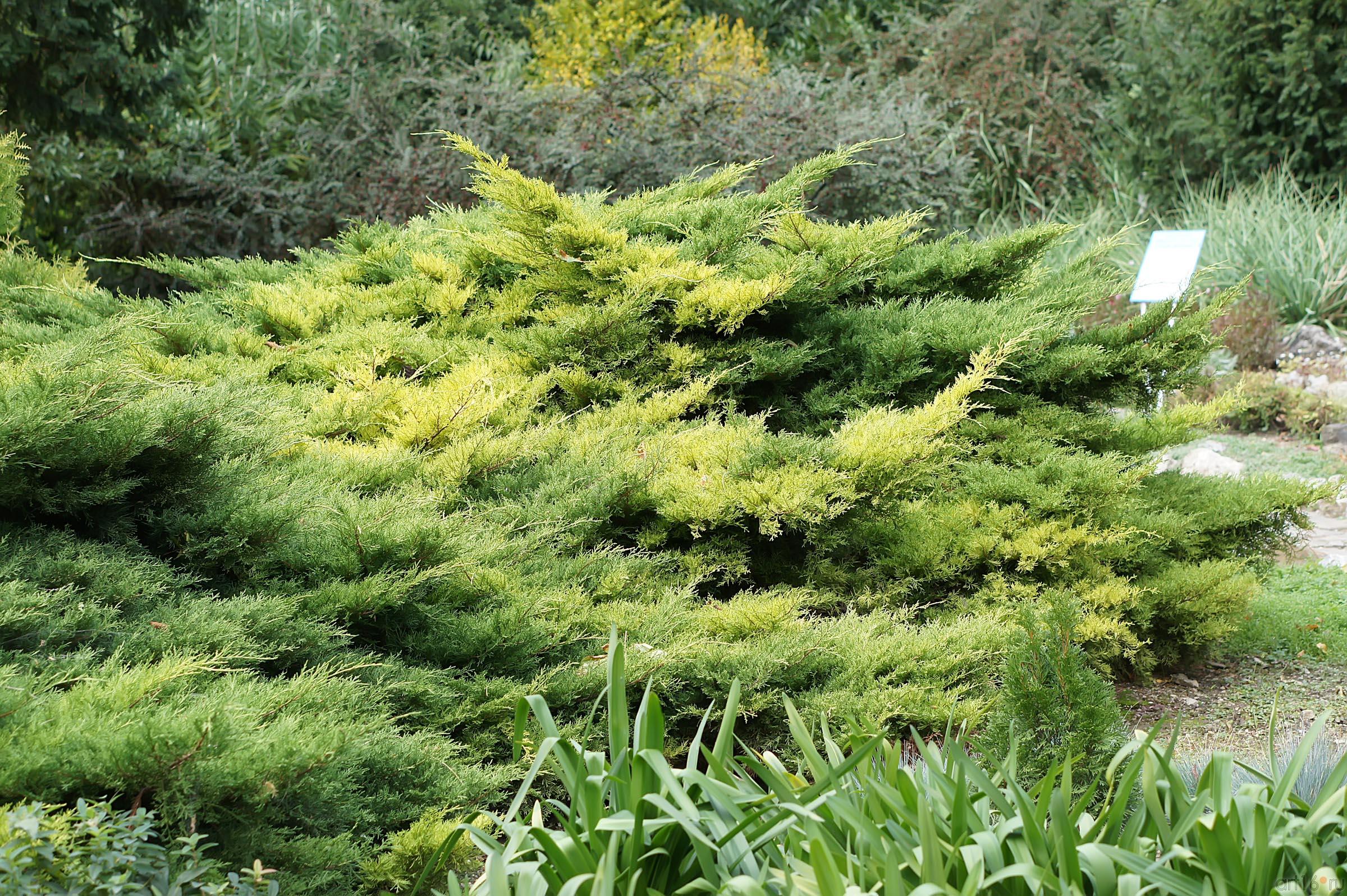 Никитский ботанический сад::Никитский ботанический сад