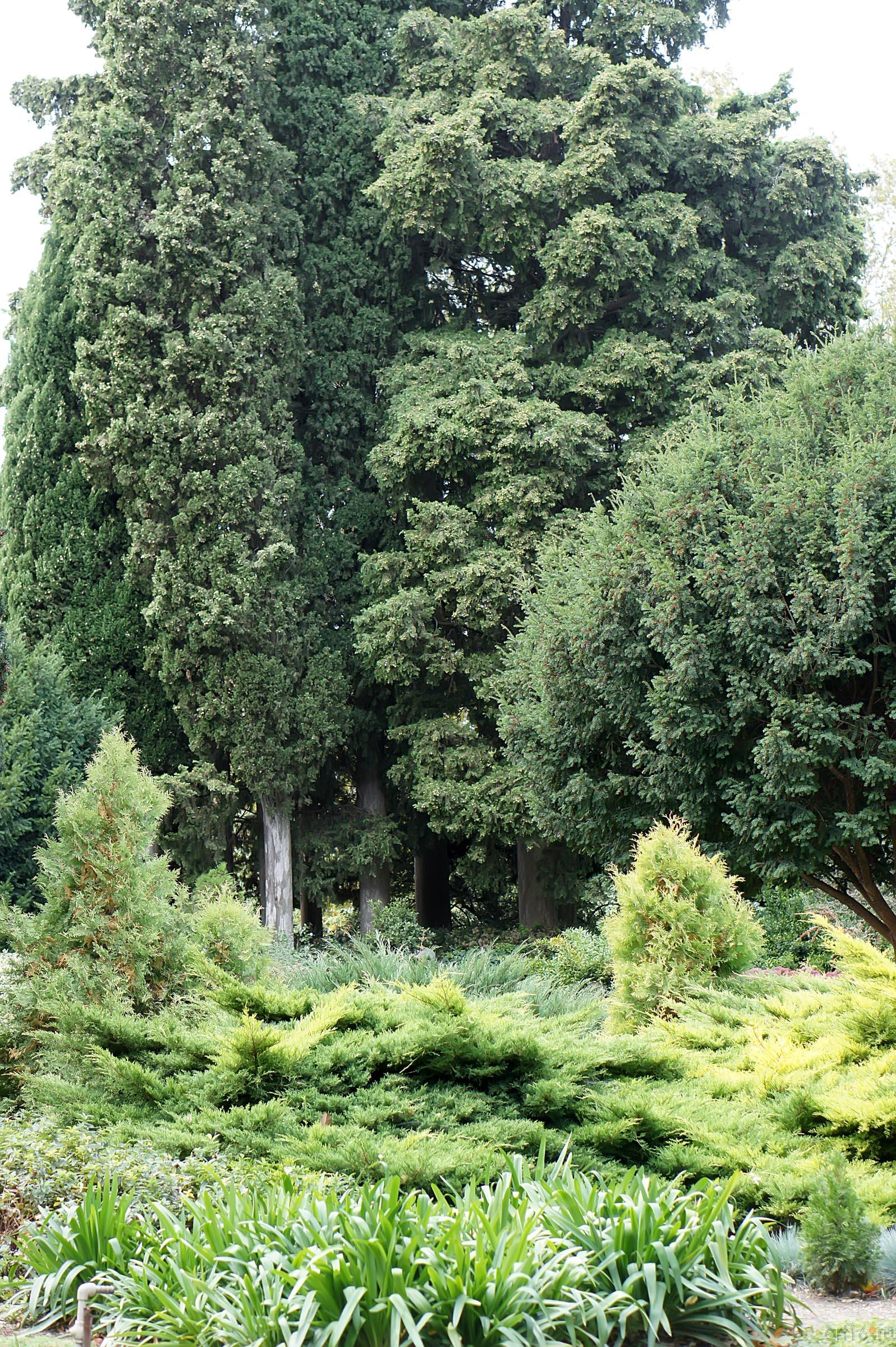 Никитский ботанический сад::Никитский ботанический сад