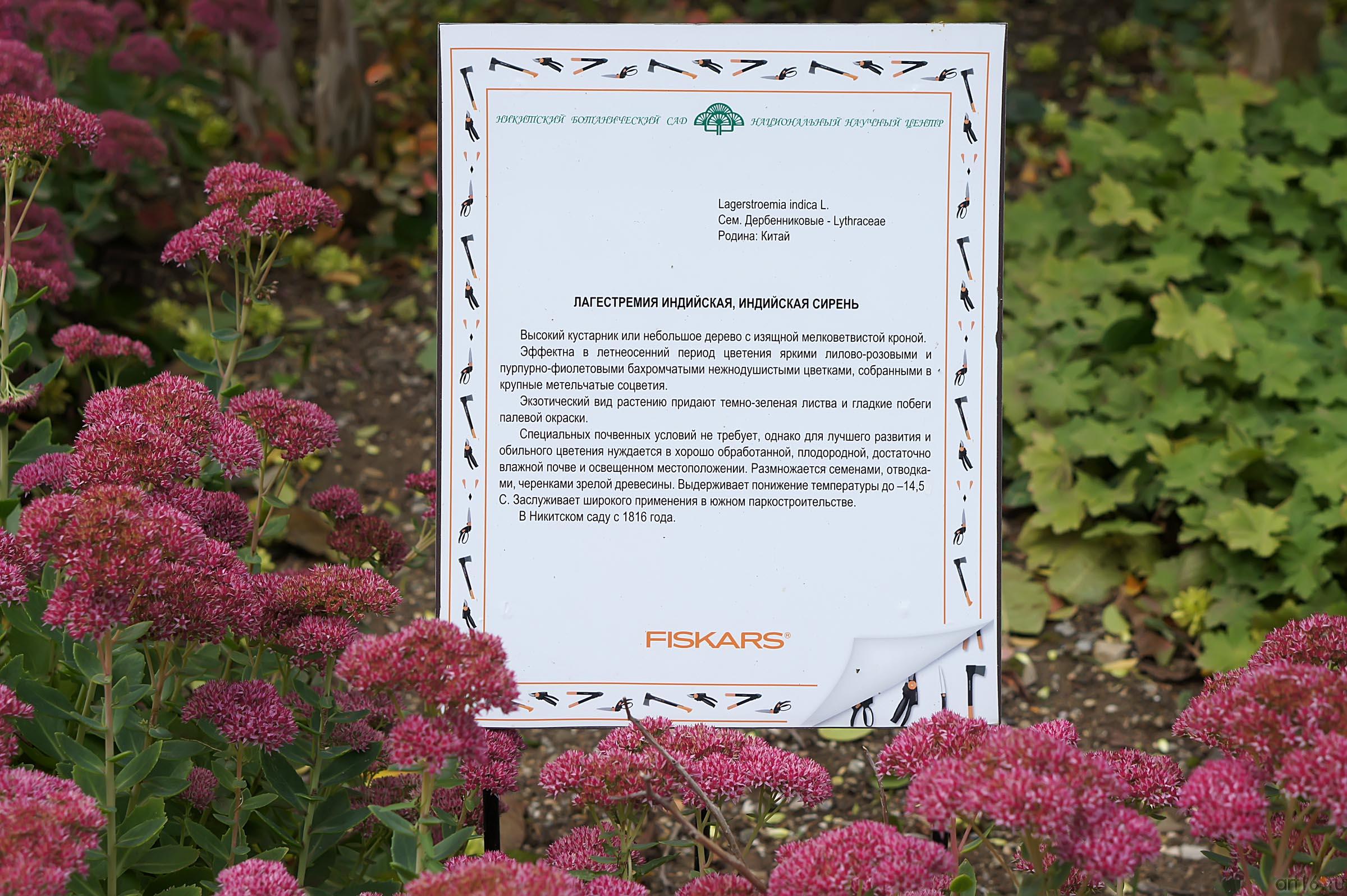 Легестремия индийская. Индийская сирень. Никитский ботанический сад::Никитский ботанический сад