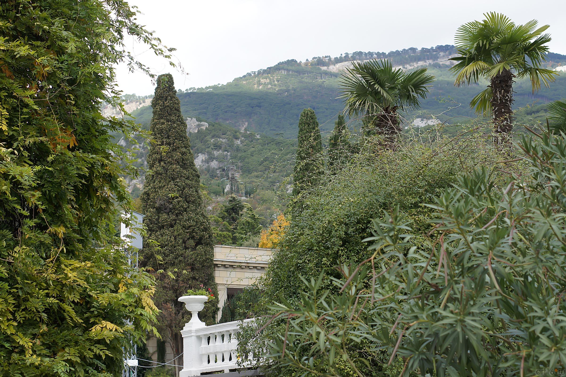 Вид на горы из Никитского ботанического парка::Никитский ботанический сад