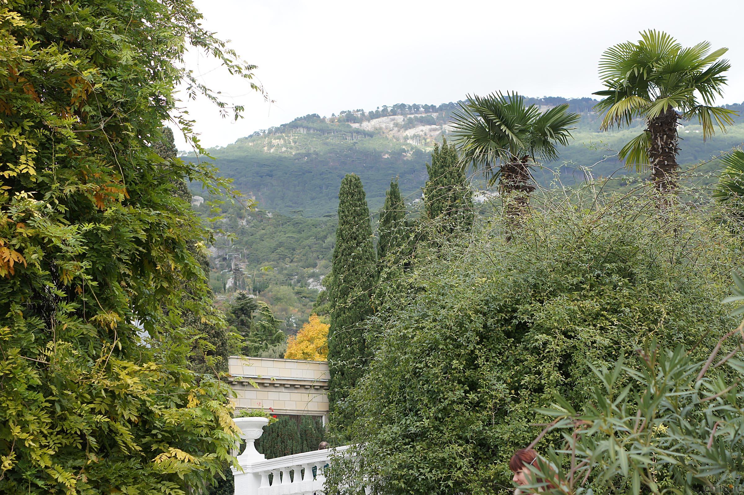 Вид на горы из Никитского ботанического парка::Никитский ботанический сад