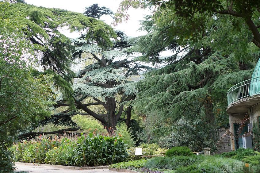 Никитский ботанческий сад::Никитский ботанический сад