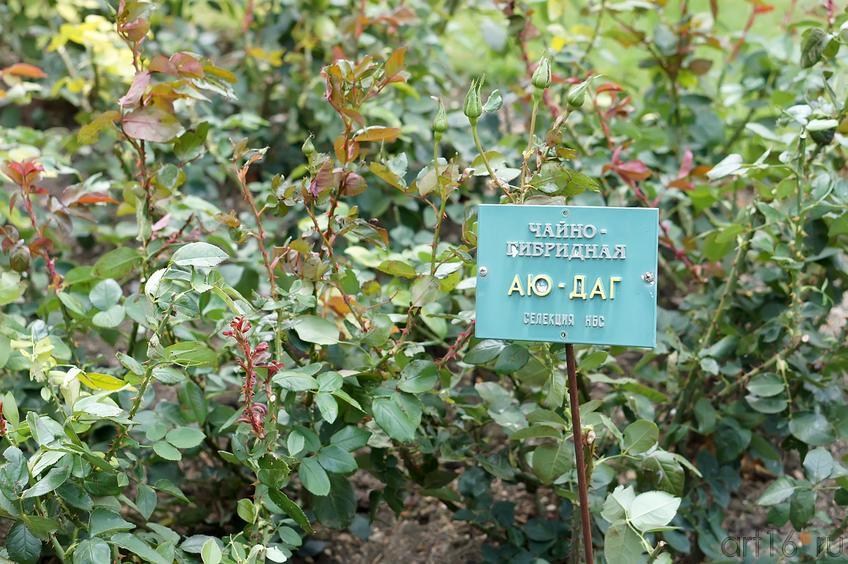 Роза Чайно-гибридная Аю-Даг. Селекия НБС::Никитский ботанический сад