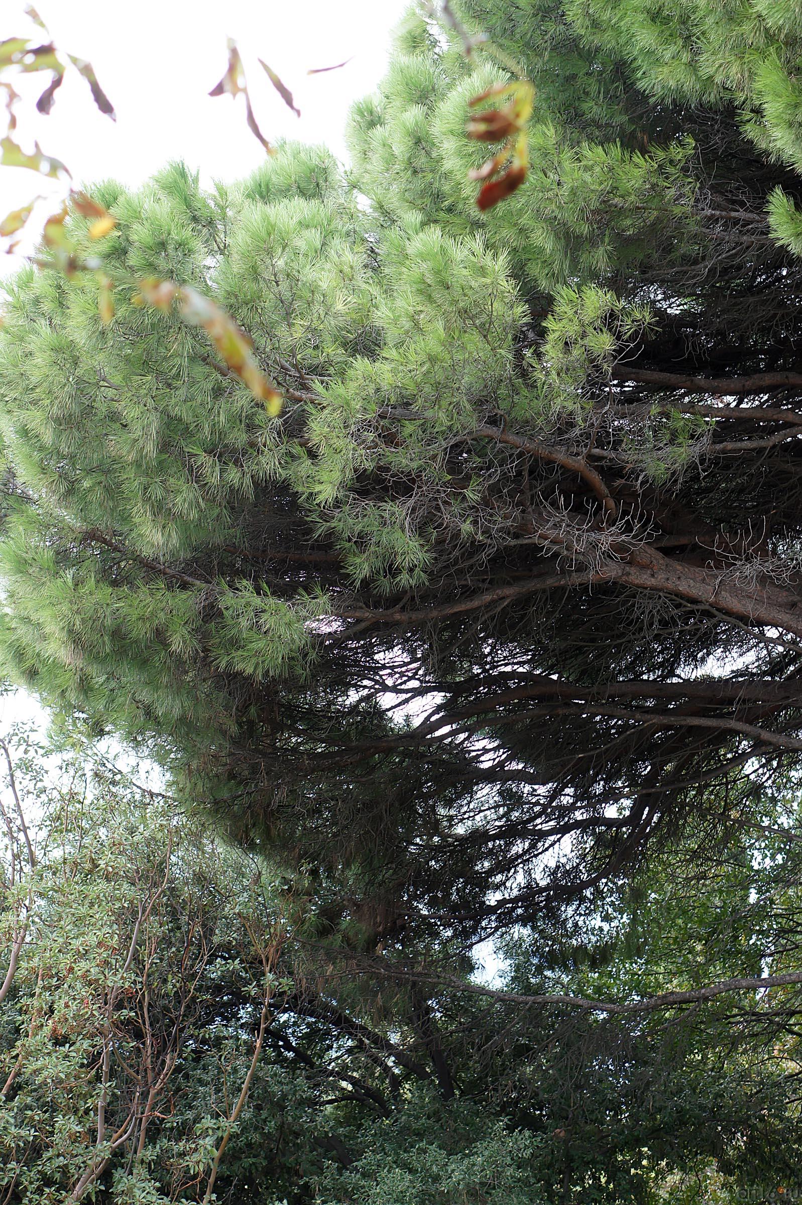 Деревья. Никитский ботанческий сад::Никитский ботанический сад