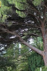 Деревья. Никитский ботанческий сад