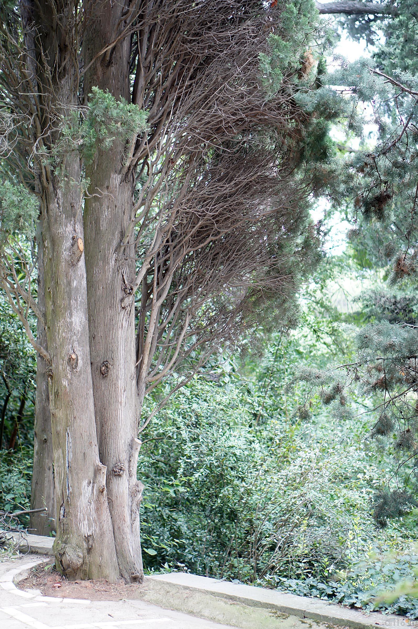 Деревья. Никитский ботанический сад::Никитский ботанический сад