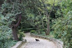 Ланшафтный  парковый дизайн. Никитский ботанический сад. Черная кошка