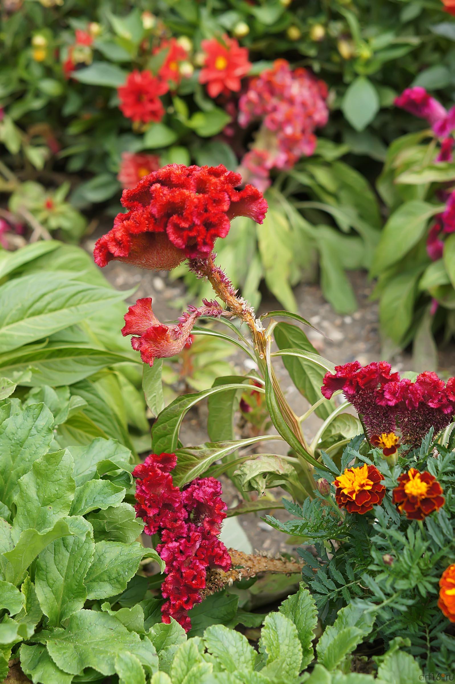 Цветы. Никитский ботанический сад::Никитский ботанический сад