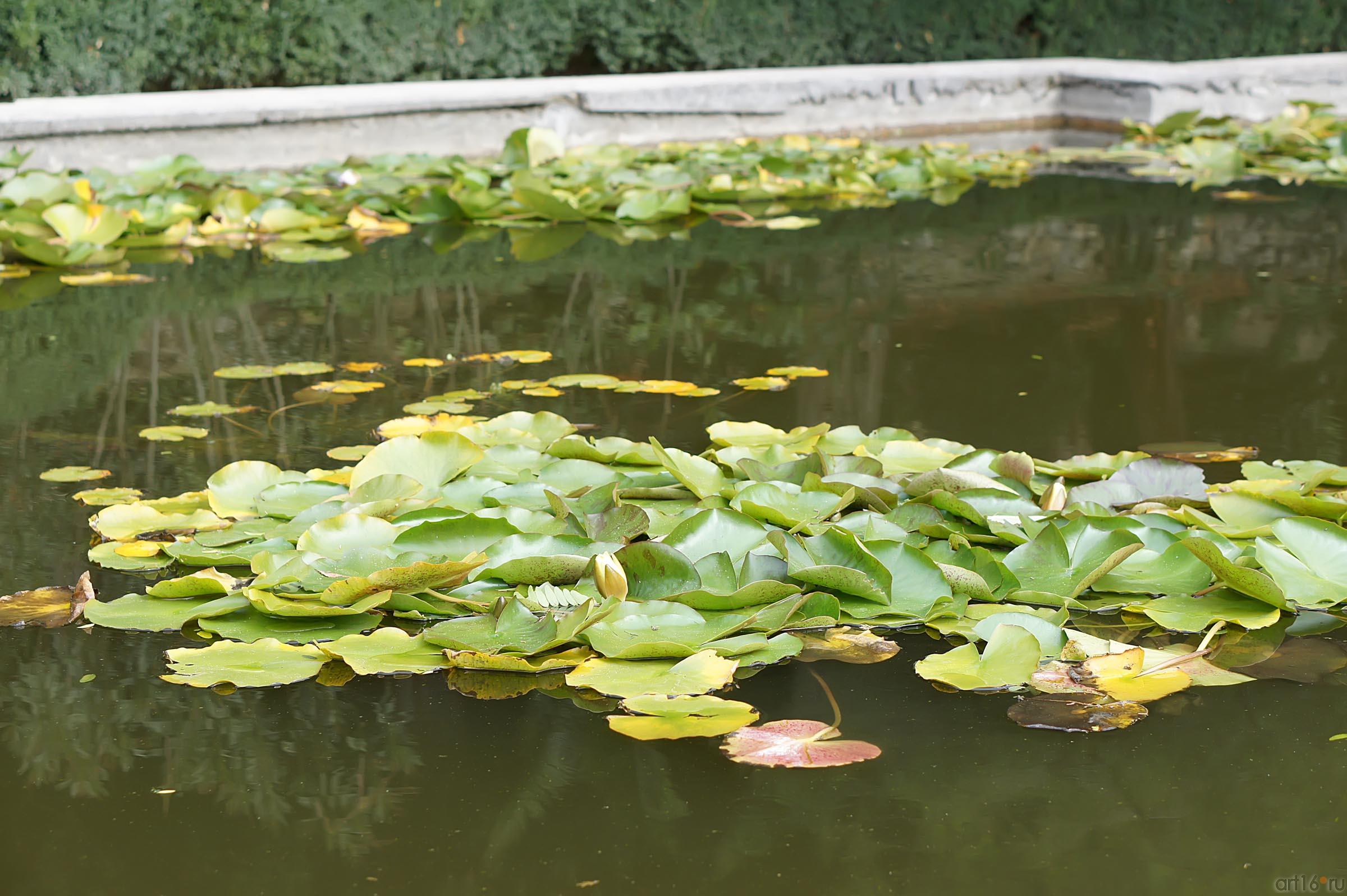 Никитский ботанический сад. Фонтан::Никитский ботанический сад