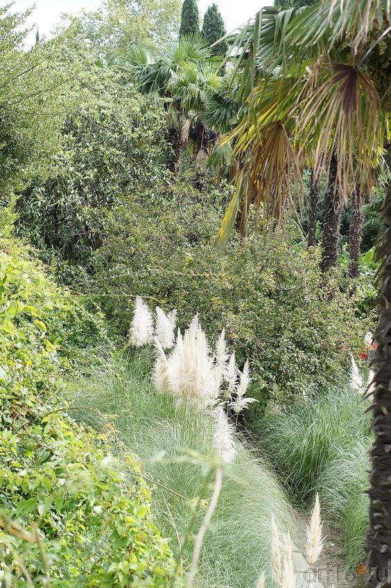 Никитский ботанический сад::Никитский ботанический сад