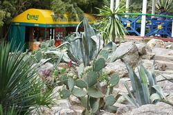 Кактус. Никитский ботанический сад