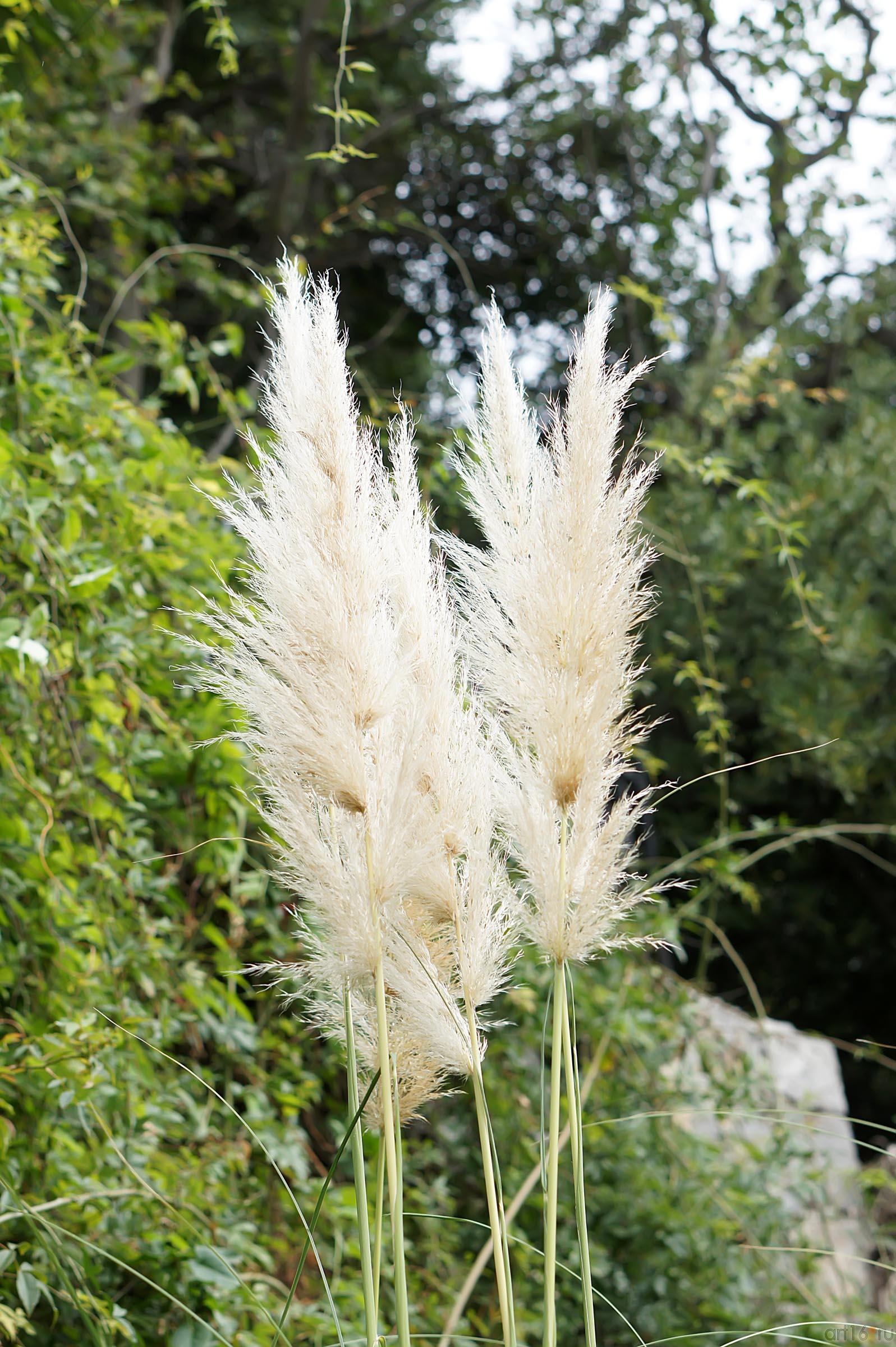 ::Никитский ботанический сад