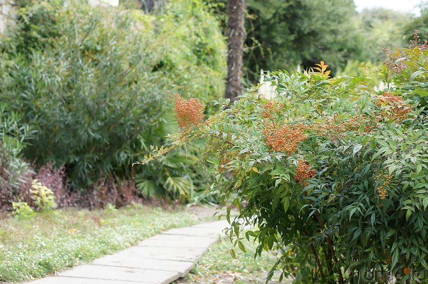 Тропинки. Никитский ботанический сад::Никитский ботанический сад