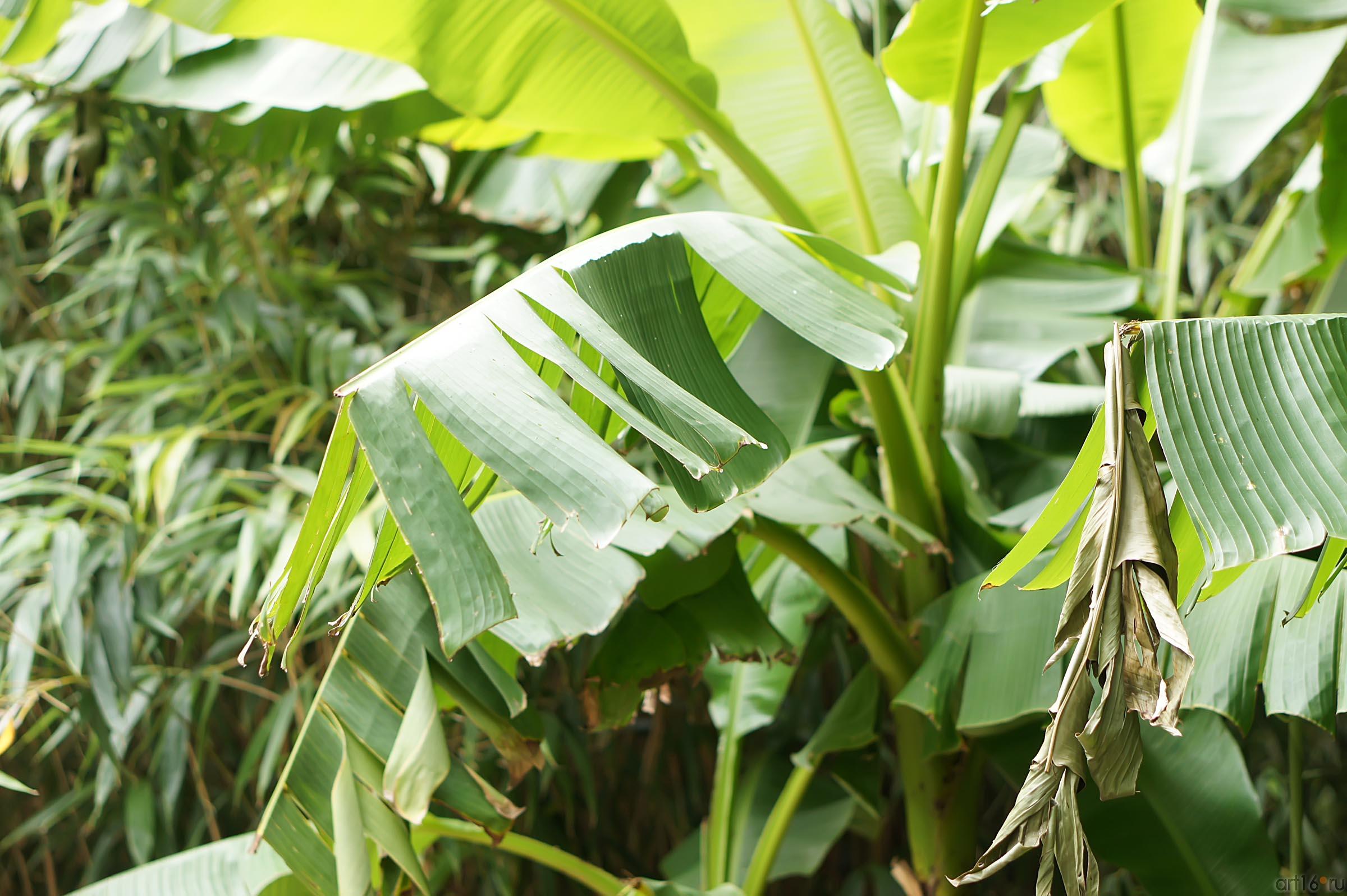 Никитский ботанический сад::Никитский ботанический сад